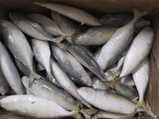 Indian Mackerel