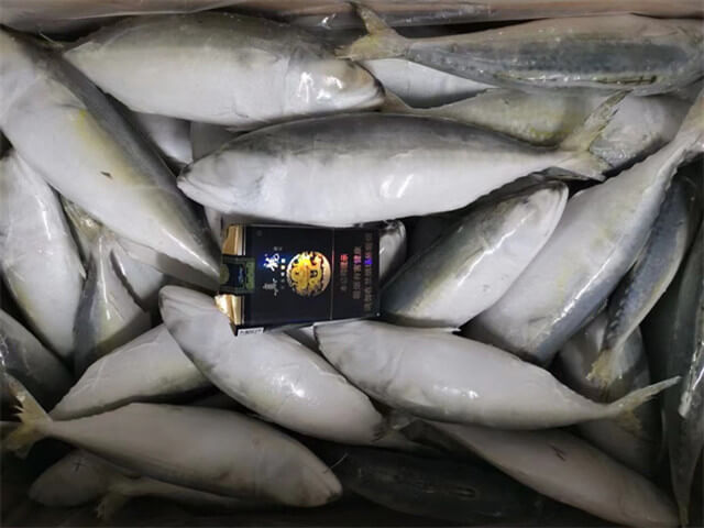 Indian Mackerel
