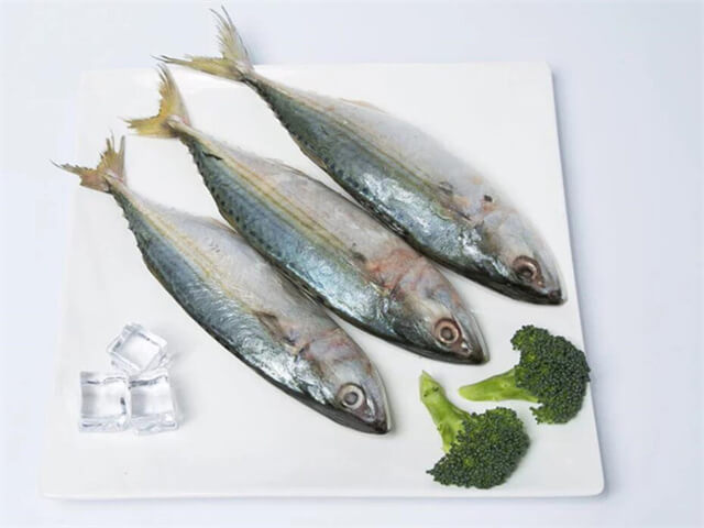 Indian Mackerel