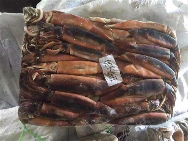 Illex Squid
