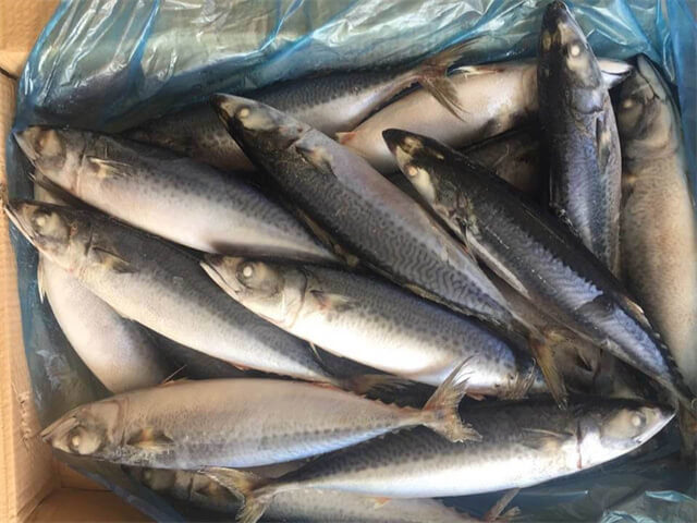 Pacific Mackerel