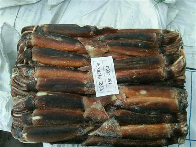 Illex Squid