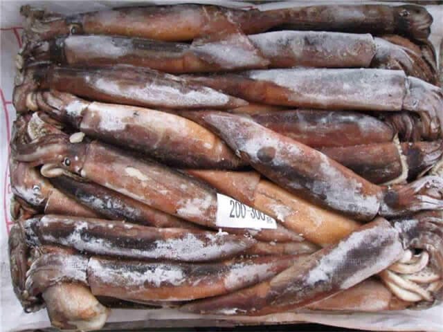 Illex Squid