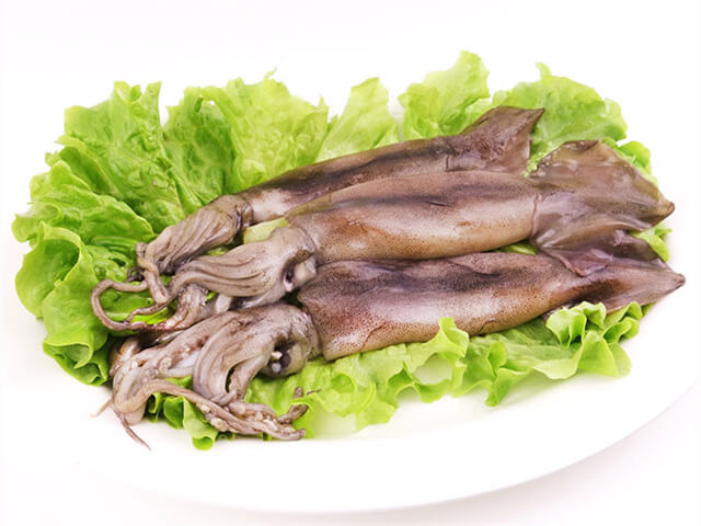 Illex Squid
