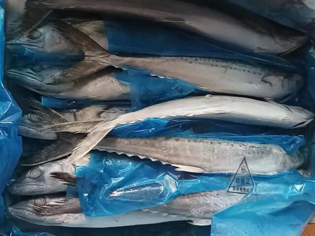 Spanish Mackerel