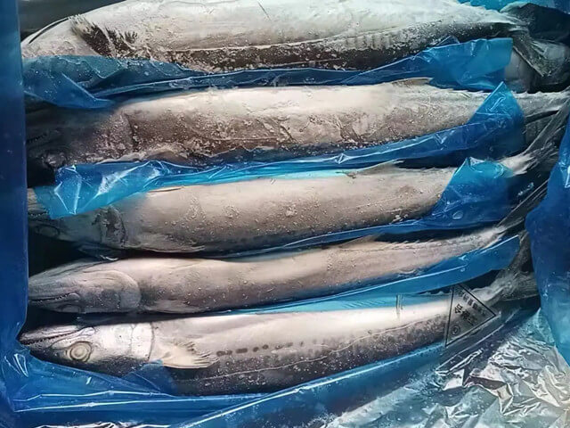 Spanish Mackerel