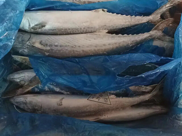 Spanish Mackerel