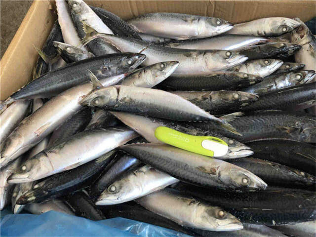 Pacific Mackerel