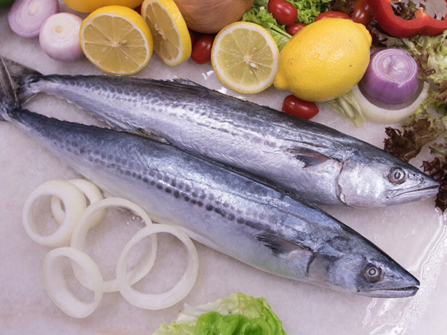 Spanish Mackerel