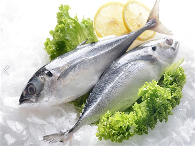 Striped Bonito