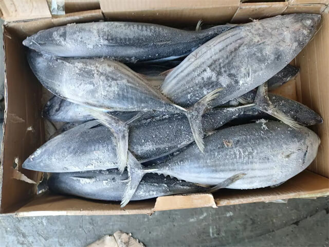 Skipjack Tuna