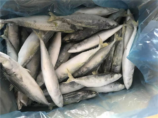 Pacific Mackerel