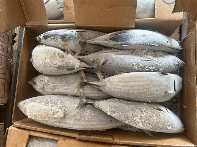 Skipjack Tuna