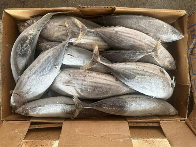 Skipjack Tuna