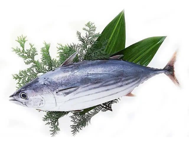 Skipjack Tuna