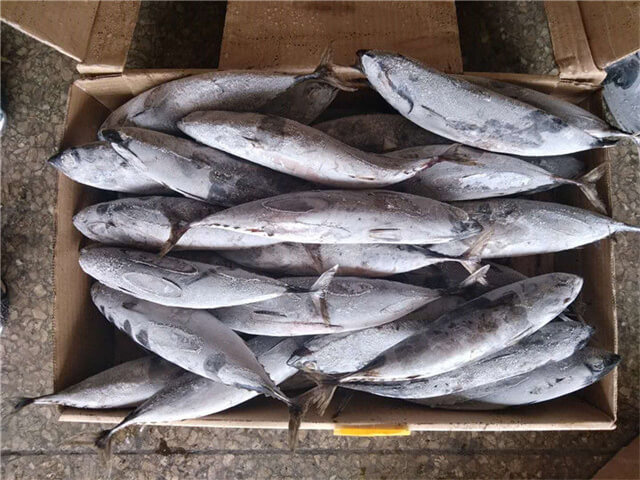 Frigate Tuna