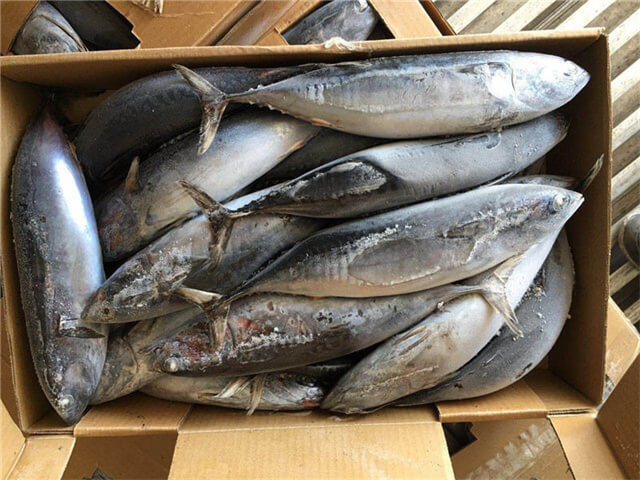 Frigate Tuna