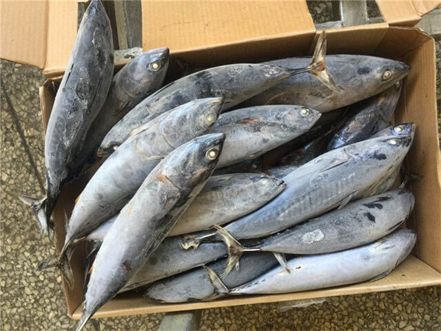 Frigate Tuna