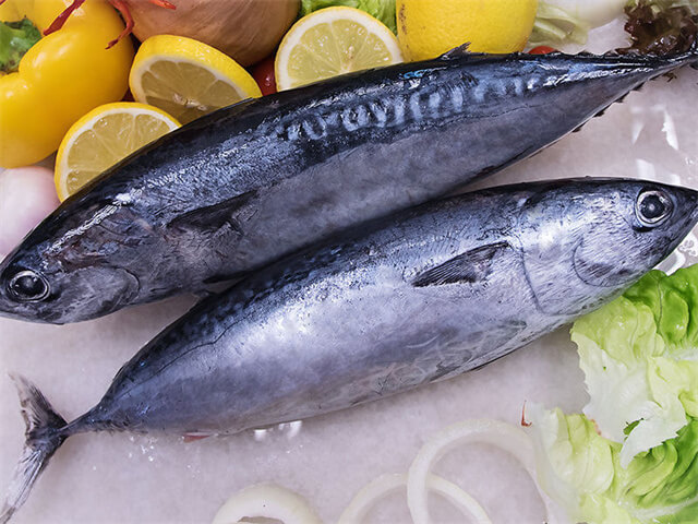Frigate Tuna