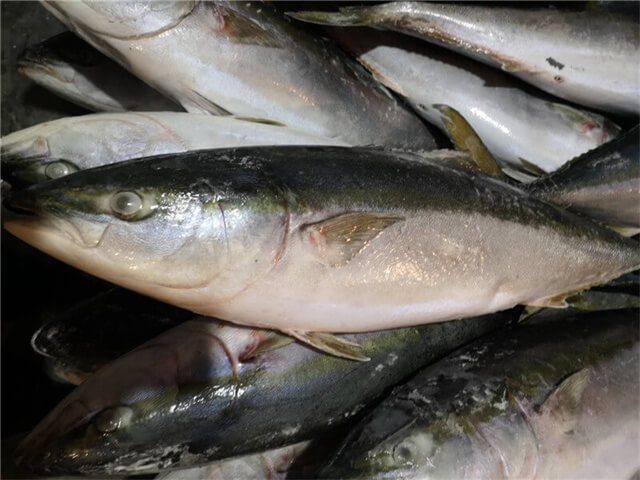 Yellowtail