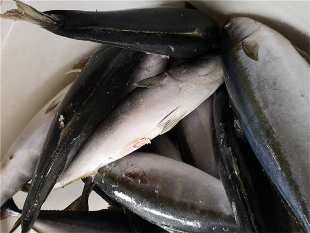 Yellowtail