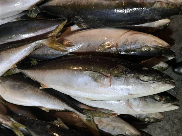 Yellowtail