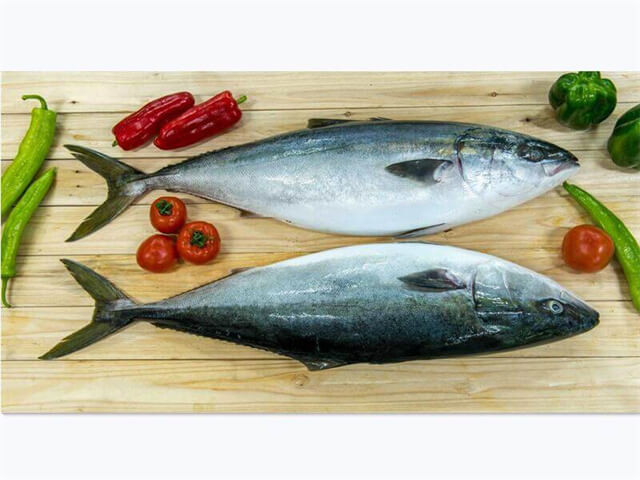 Yellowtail