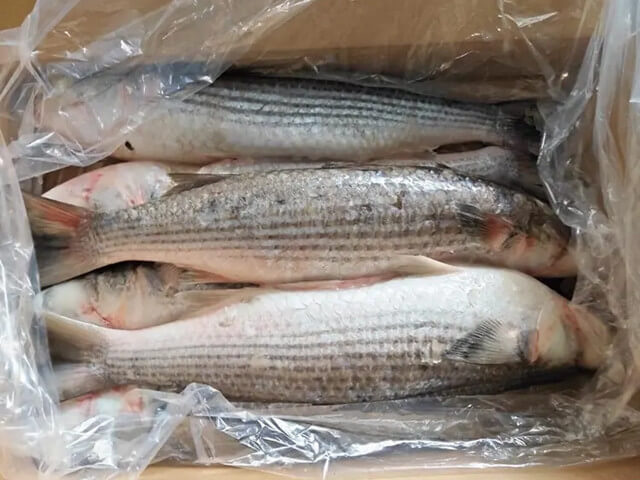 Grey Mullet