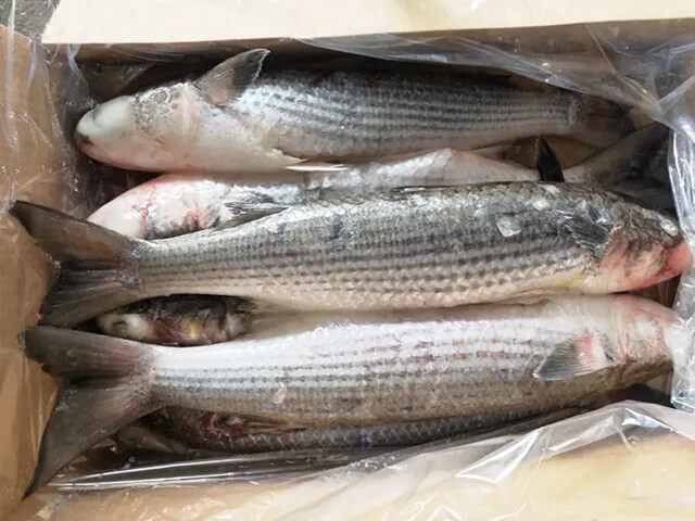 Grey Mullet