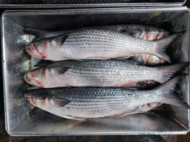 Grey Mullet