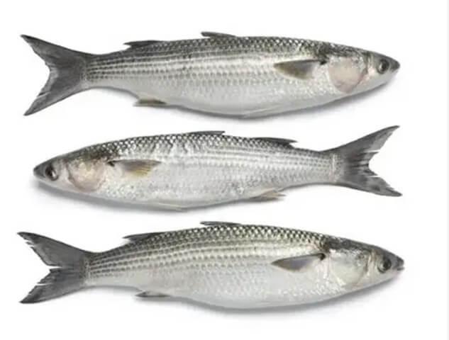 Grey Mullet