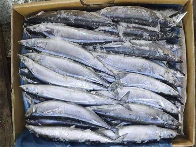 Pacific Saury