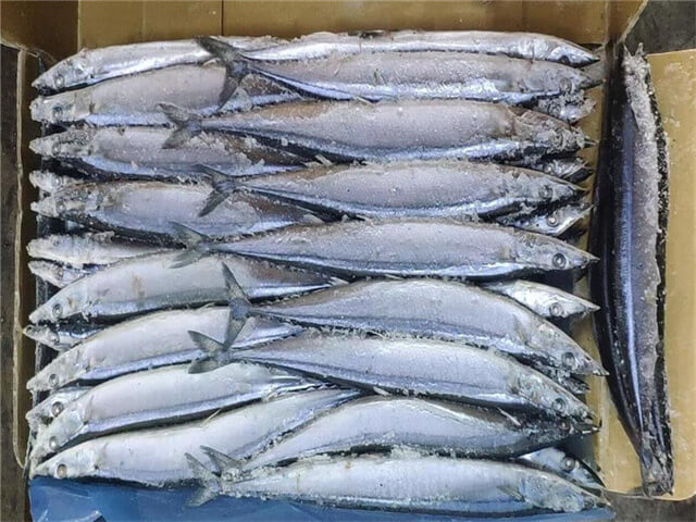 Pacific Saury