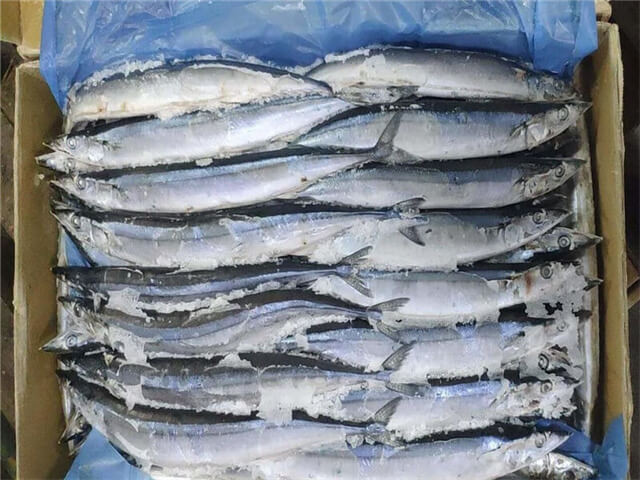 Pacific Saury