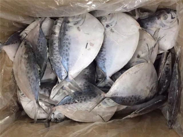 Moonfish