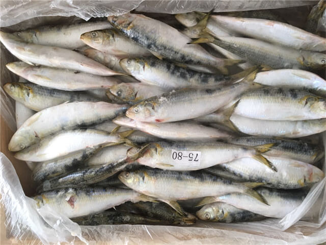 Sardine Fish