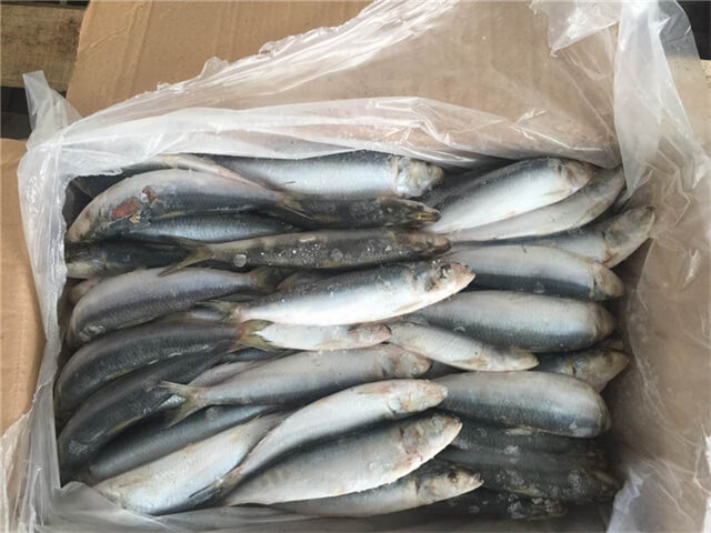 Sardine Fish