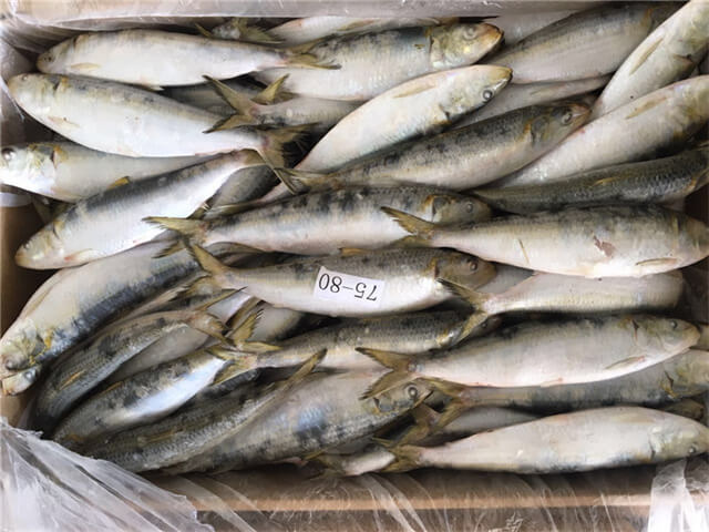 Sardine Fish