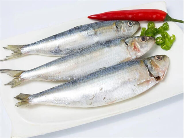 Sardine Fish