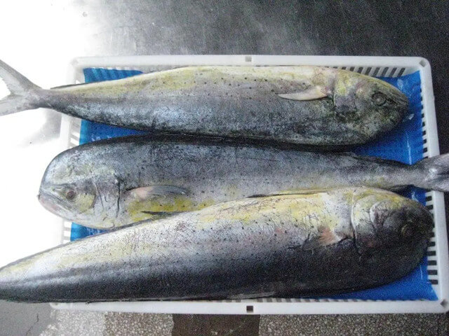 Mahi Mahi
