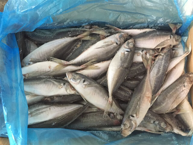 Horse Mackerel