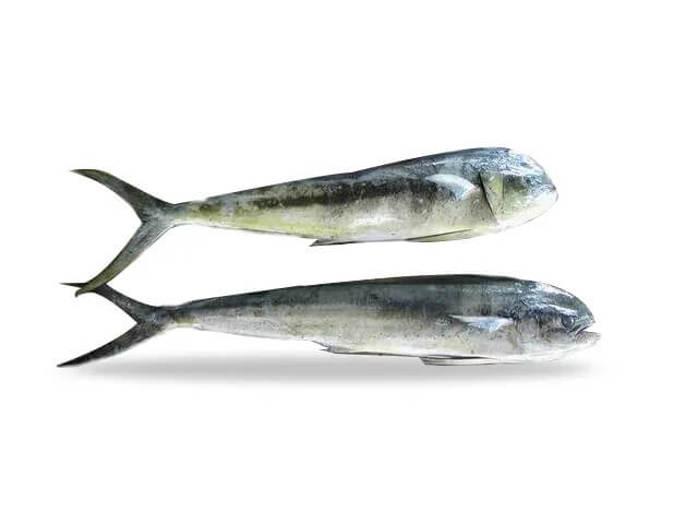 Mahi Mahi