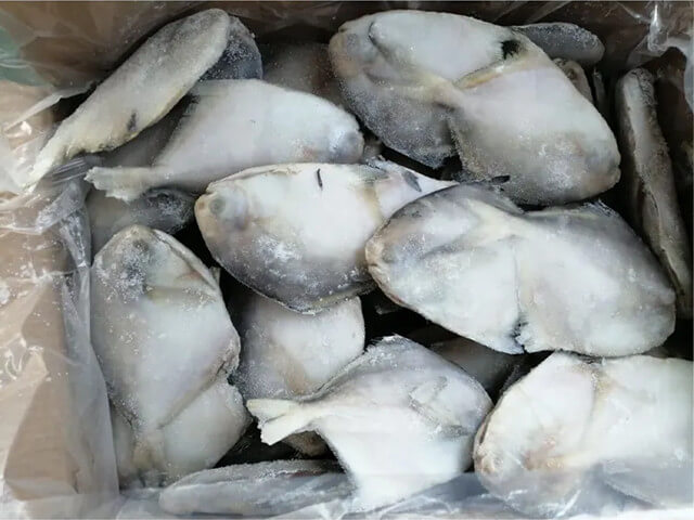 Silver Pomfret