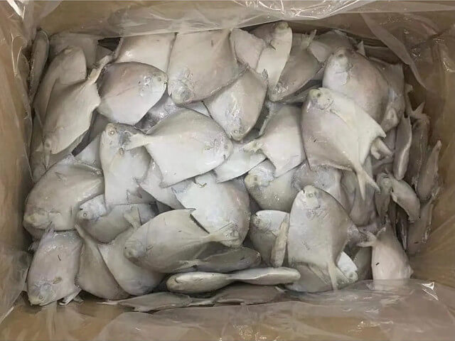 Silver Pomfret