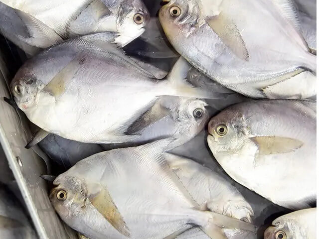 Silver Pomfret