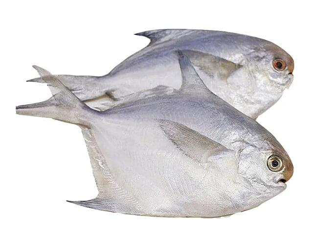 Silver Pomfret