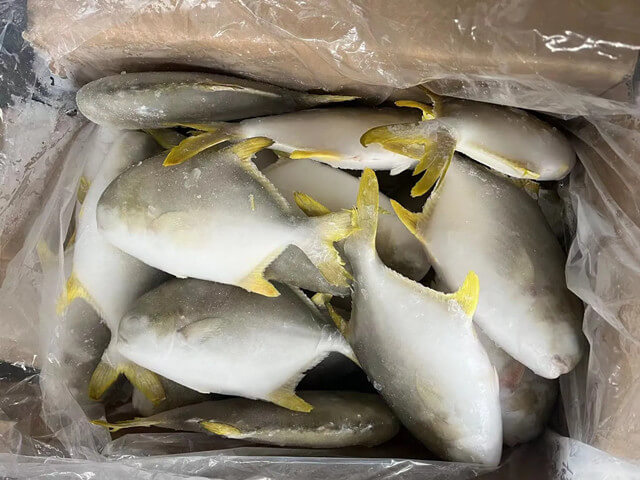 Golden Pomfret