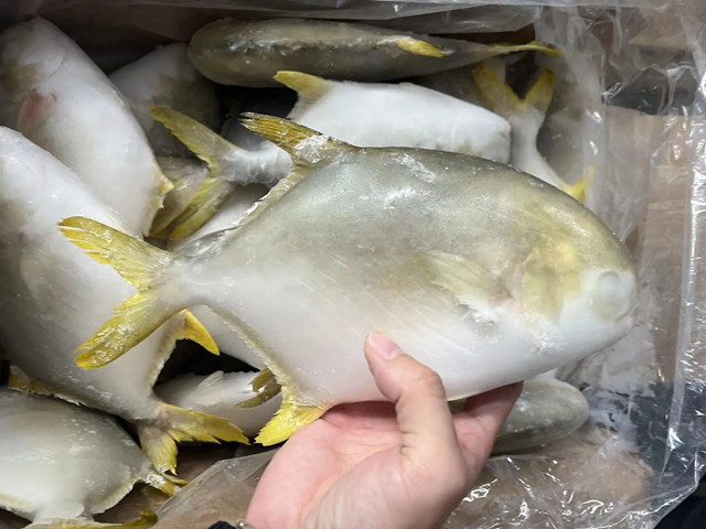 Golden Pomfret