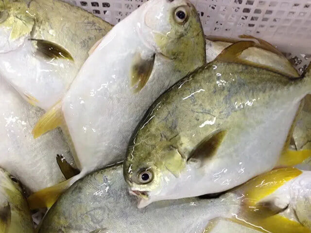 Golden Pomfret
