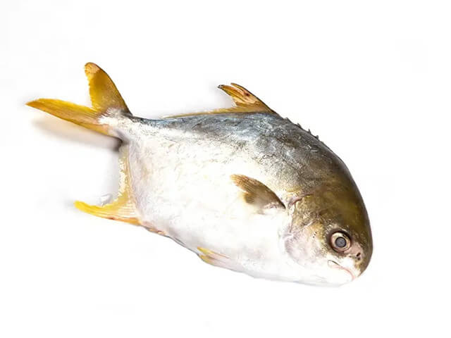 Golden Pomfret